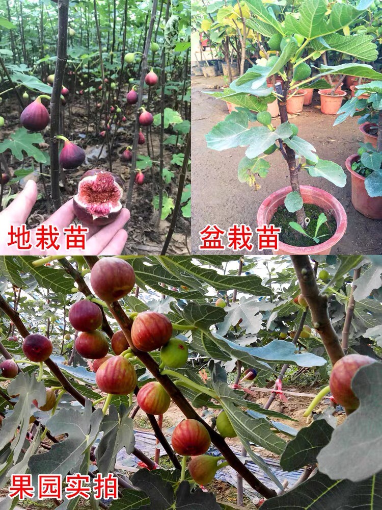 紅心無花果苗 小店新開空前優(yōu)惠歡迎騷擾