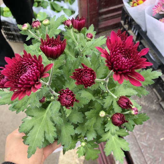 青州市荷兰菊苗 荷兰菊