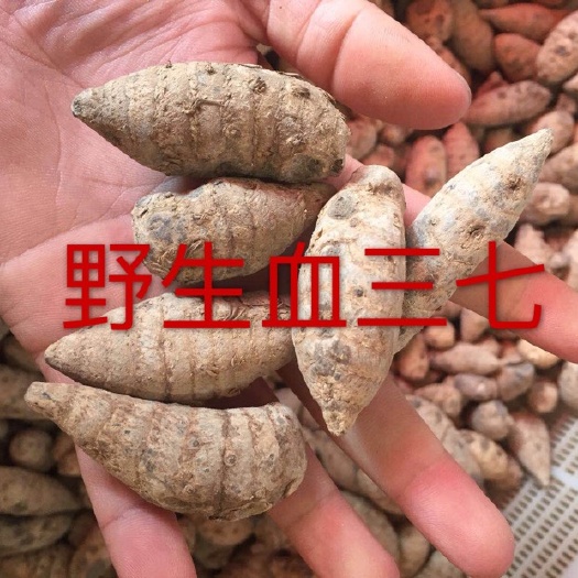 文山市黑三七  三七 血三七  产地云南文山
