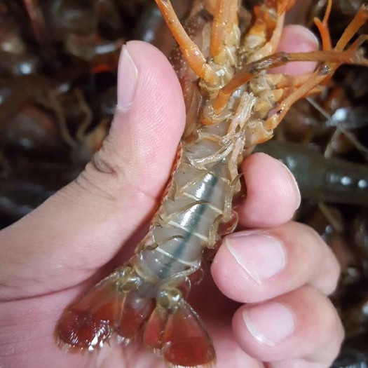 潜江市 湖北潜江顺心小龙虾合作社全年供应各规格小龙虾