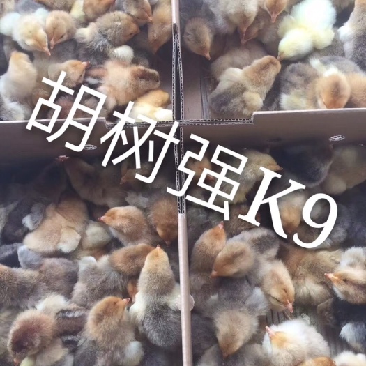 广州 灰羽K9鸡苗麻黄 包打疫苗