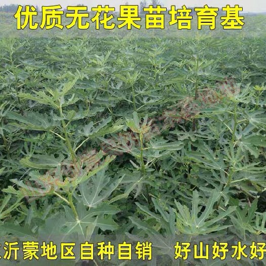 平邑县 无花果苗树盆栽四季结果无花果苗特大果树当年结果波姬红无花果苗