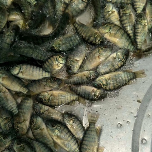 南宁罗非鱼苗 雄