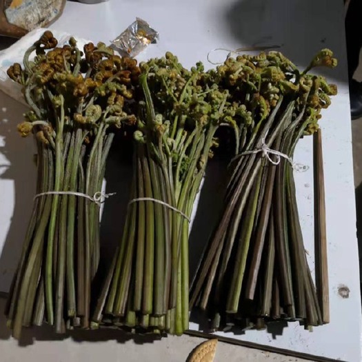 六盘水野生蕨菜 鲜货