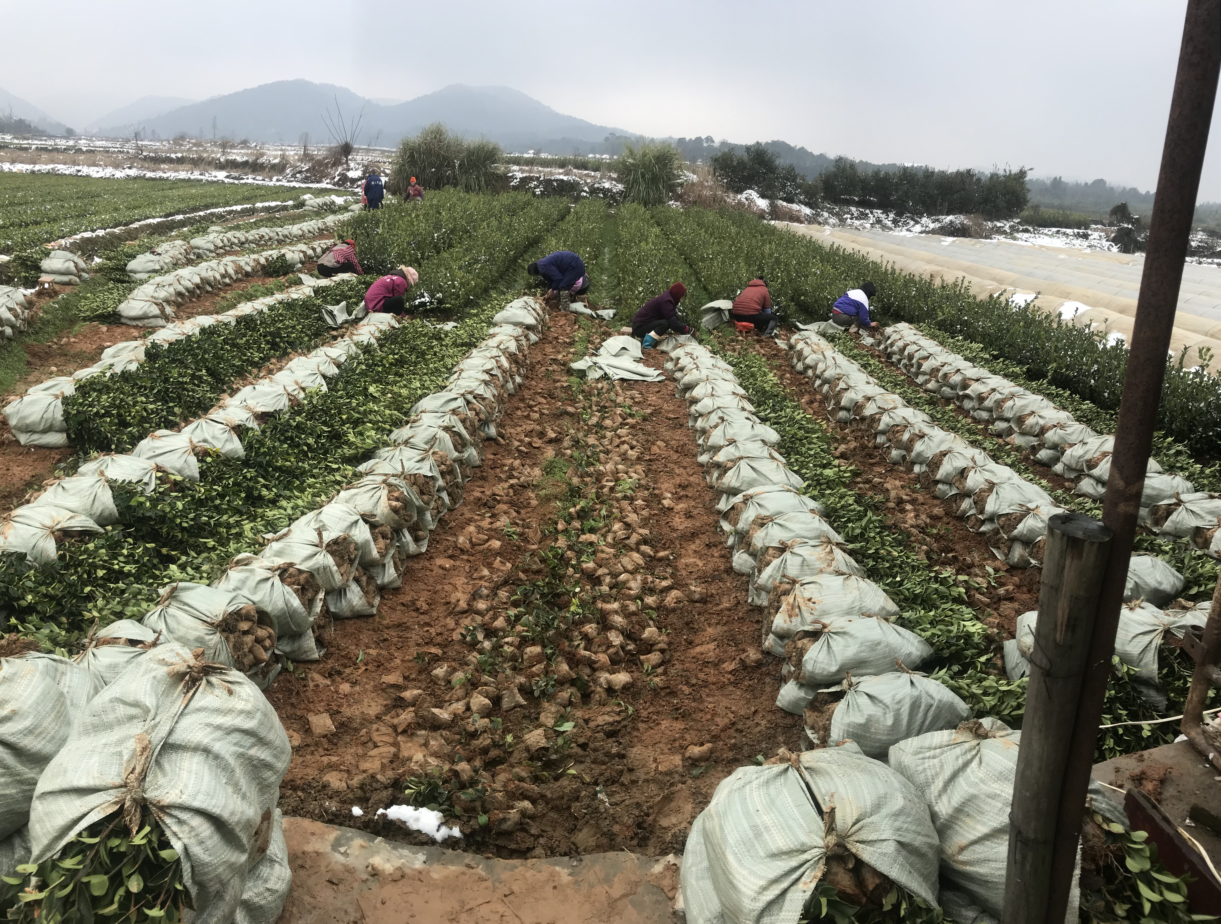 油茶树苗  嫁接两年轻质杯苗 【基地直发、现在下单立即享受