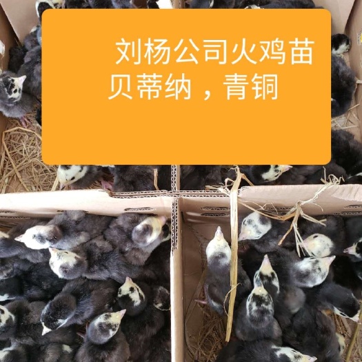 南宁火鸡苗 自养自销火鸡多年，好管理，成活率高，打好鸡针，快速发货