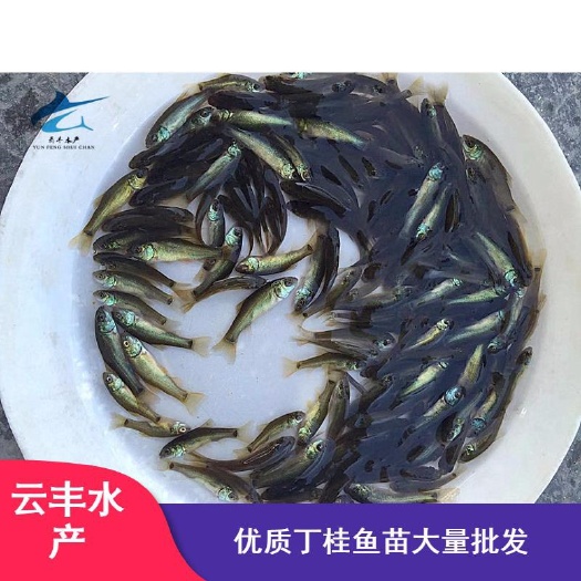 广州优质丁桂鱼苗
