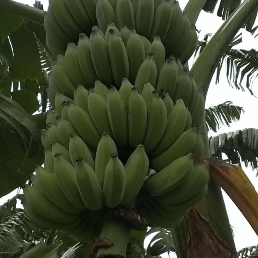 大新县缅甸香蕉 七成熟