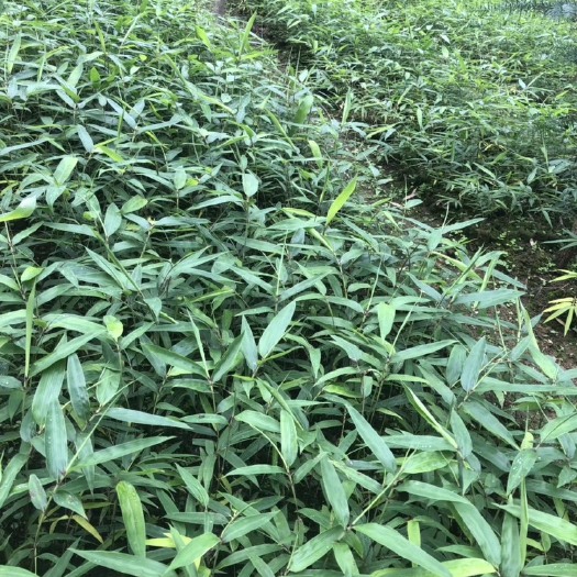 筠连县 方竹，
