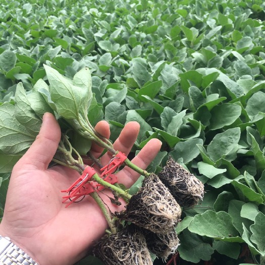寿光市茄子苗  嫁接紫把，绿把，长茄，黑亮圆茄，苗厂直供