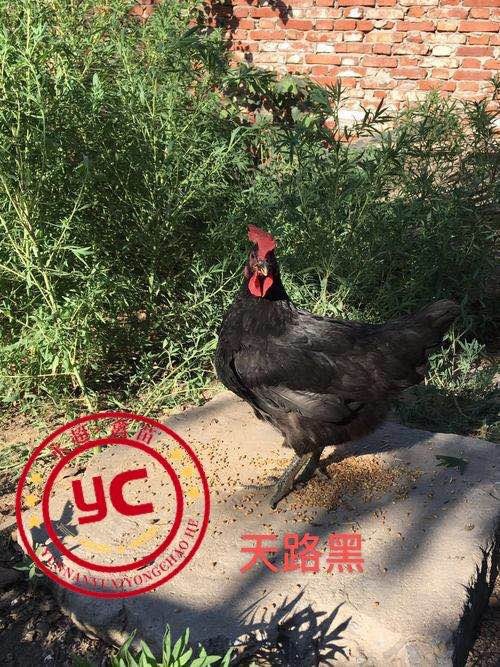 昆明 黑鸡天路黑鸡苗 灵山黑品质保证，成活率高，疫苗包打，包邮