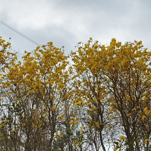 廉江市黄花风铃木 黄花风铃树 ，风铃，风铃花