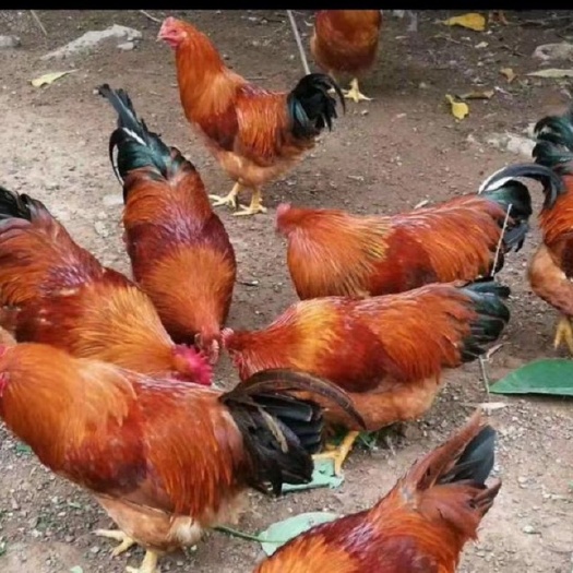 合肥 土鸡苗