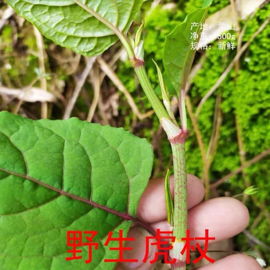 全州县 大量出售新鲜虎杖。接单就挖。价格美丽！