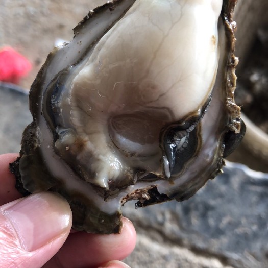 广州台山蚝 海水 3-4两/只 2-3两/只 4-5两/只 5-6两/只 6两以上/只   鲜活水产