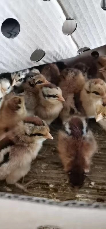 合肥 鸡苗