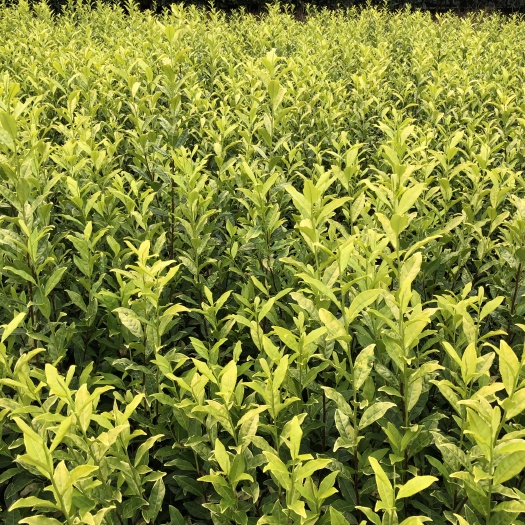 茶树苗  名选131茶苗批发