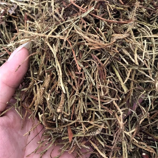  马尾伸筋草    中药材
