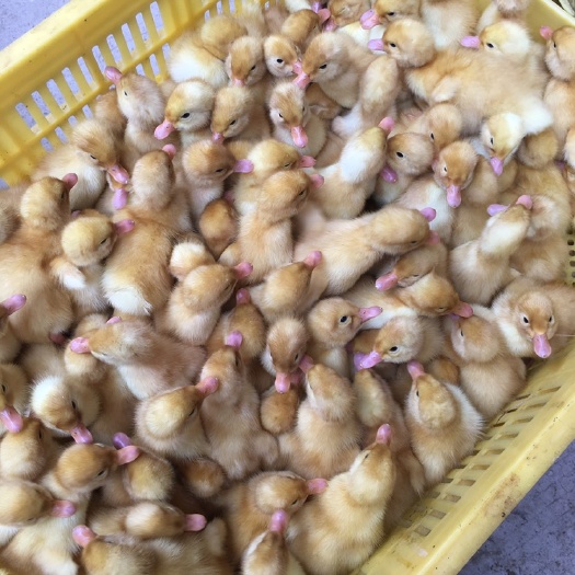 南宁 樱桃谷鸭肉鸭苗，品种保证，包打疫苗，到活到家