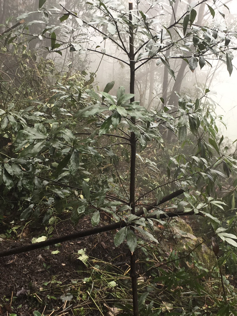 老鹰茶苗 重庆老鹰茶，老荫茶苗，质量保证货真价实欢迎选购