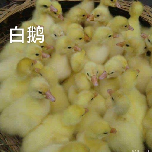 南宁 白鹅苗，包打疫苗，包活到家，成活率高，死亡包赔，