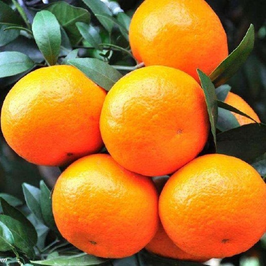 象山县特早蜜桔 由良果子