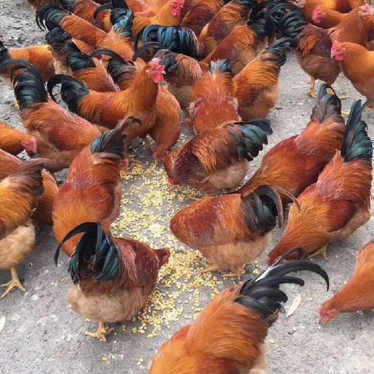 南宁 灵山土鸡苗