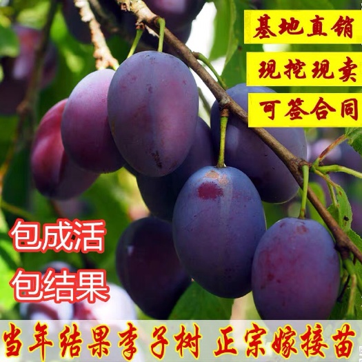 平邑县青李子苗 小店新开空前优惠欢迎骚扰