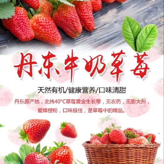  正宗辽宁丹东99红颜草莓