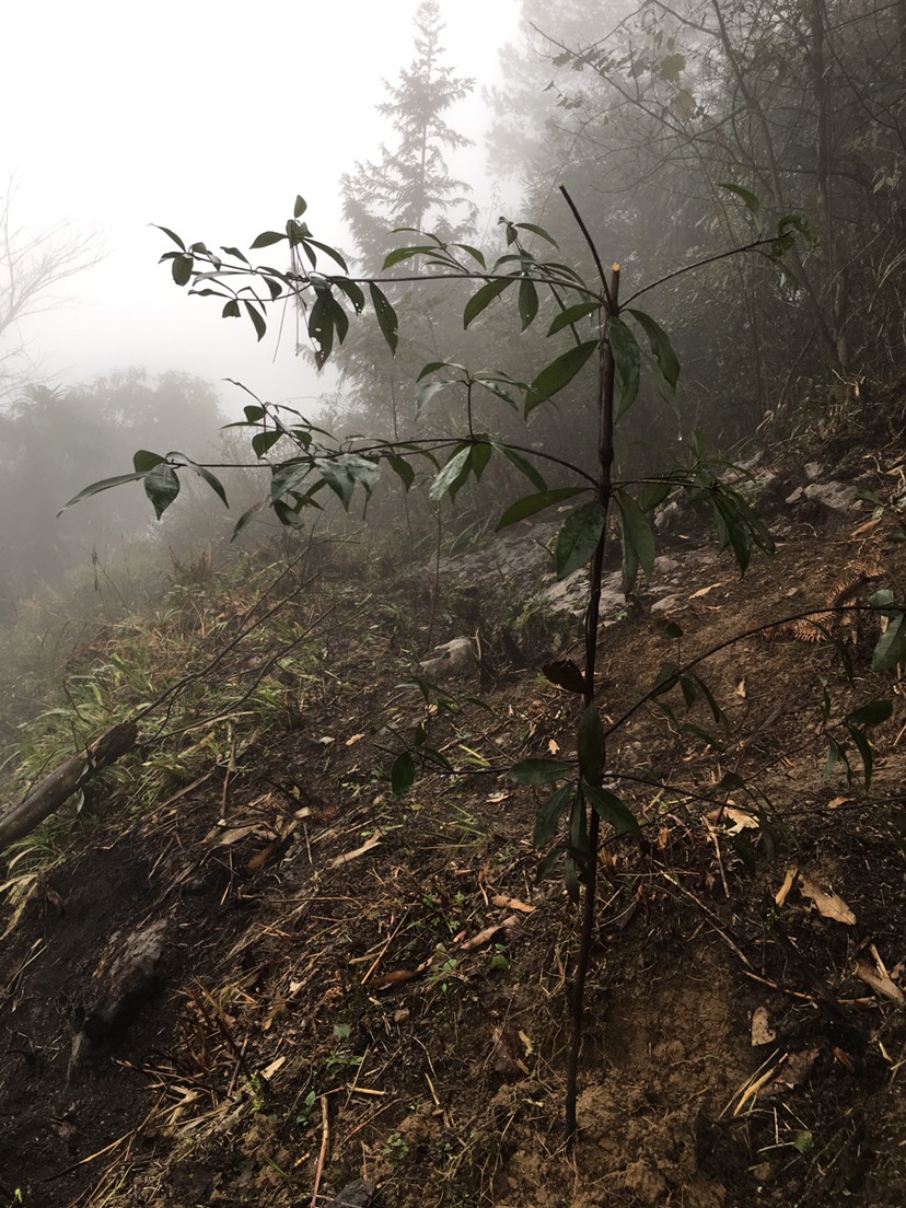 老鹰茶苗 重庆老鹰茶，老荫茶苗，质量保证货真价实欢迎选购