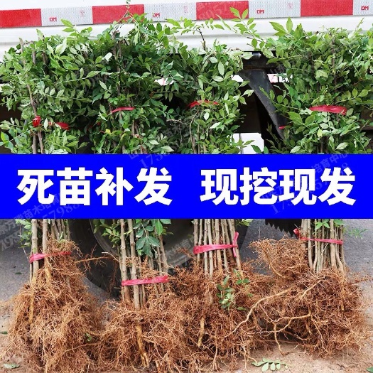 澄城县大红袍花椒苗 花椒树苗 大红袍 黄盖 新品种高产刺少好树苗