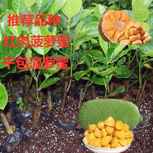 普宁市 菠萝蜜苗果树苗嫁接马来西亚1号黄肉红肉 南方四季菠萝蜜当年结