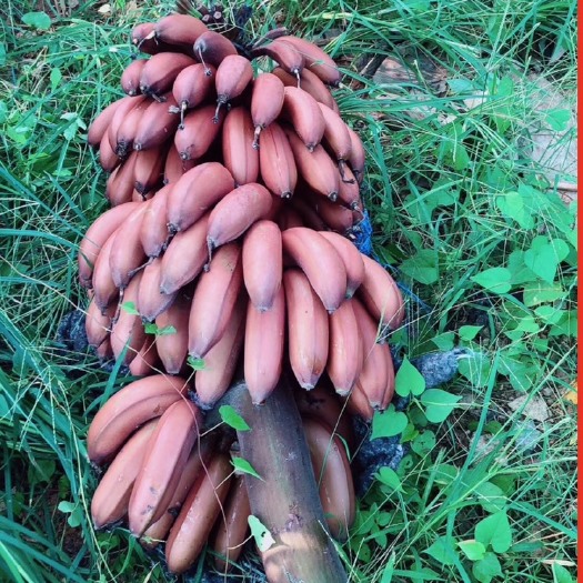 灵山县 红香蕉苗果树苗新品种热带水果中蕉9号皇帝蕉粉蕉威廉斯西贡蕉
