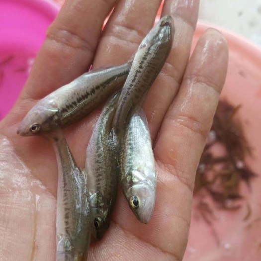南宁 加洲鲈鱼苗