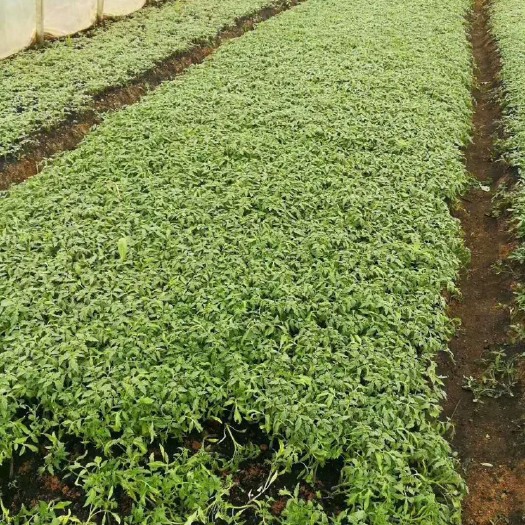 沙洋县 有需要辣椒苗，西红柿苗，茄子苗联系我