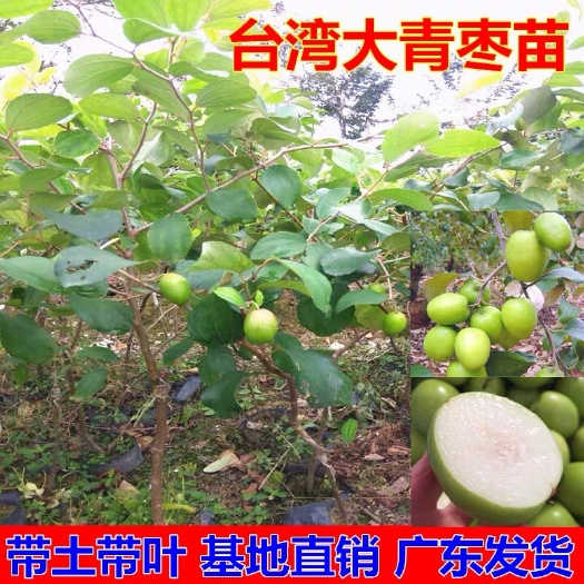 普宁市大青枣苗 青枣苗，脆密枣，营养杯，各种规格都有价格便