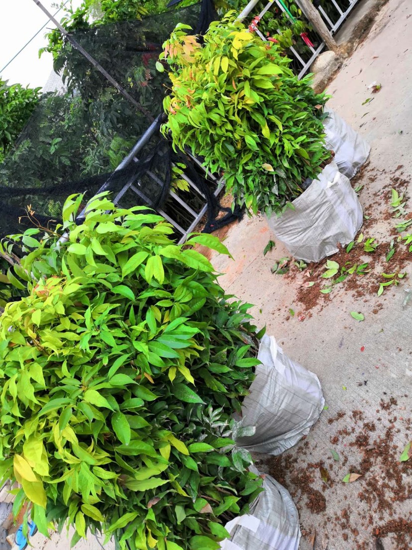 普宁市妃子笑荔枝苗 荔枝直生苗高40公分袋苗杆直根系发达 花多耐腐原土原杯发货