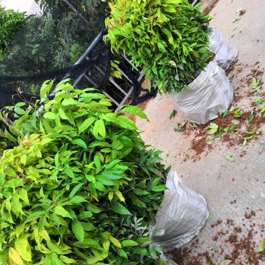 普宁市妃子笑荔枝苗 荔枝直生苗高40公分袋苗杆直根系发达 花多耐腐原土原杯发货