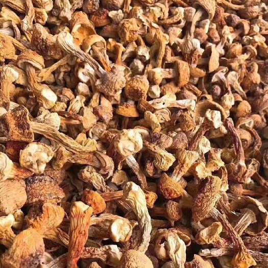 曲周县一级姬松茸干货云南特产巴西菇蘑菇松茸菌包邮