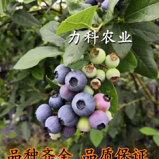  蓝莓苗 根系发达 多分支 品种保证 脱菌组培