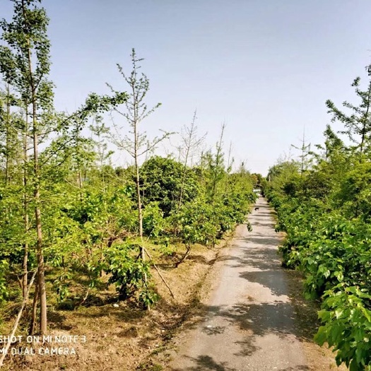 大邑县 果园，苗圃，价格可面议