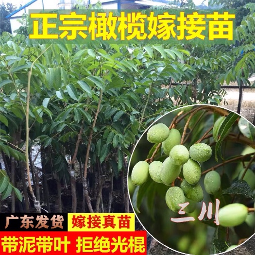 普宁市青橄榄苗   苗嫁接橄榄树 甜橄榄苗黄榄青榄黑橄榄树苗庭院种植当年结果