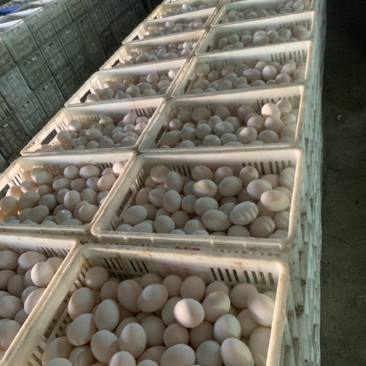 任丘市白鸭蛋  水洗蛋，裂纹蛋，精纹蛋，散黄蛋，泥淹散黄蛋