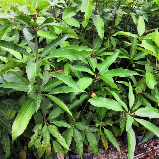 普宁市芒果苗，金煌芒果苗，营养杯，各种规格都有
