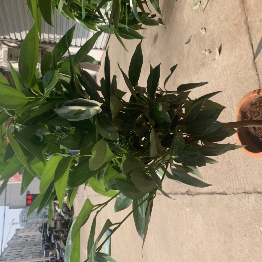 沭阳县平安树盆栽