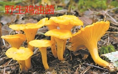 楚雄市 鸡油菌干片
