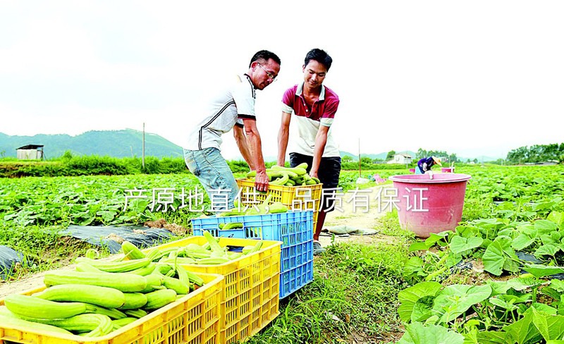  白瓜菜瓜梢瓜农家自种新鲜5斤起包邮量大支持批发爽嫩可口健康