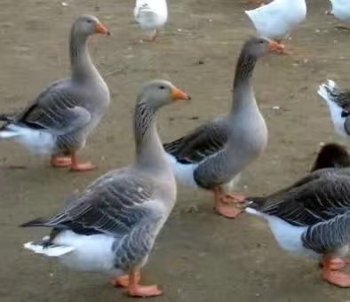 南宁朗德鹅苗