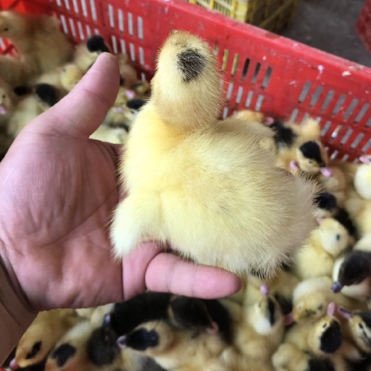 南宁一点头鸭苗
