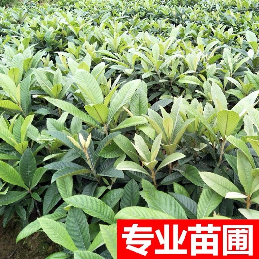 普宁市晚五星枇杷苗 枇杷苗，各种规格都有